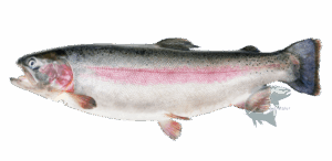 Regenbogenforelle