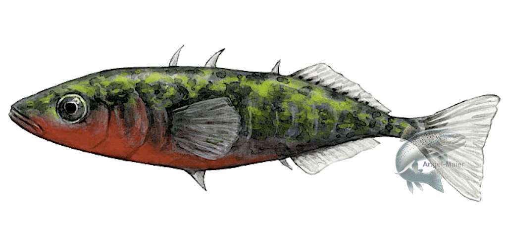 Stichling dreistachlig